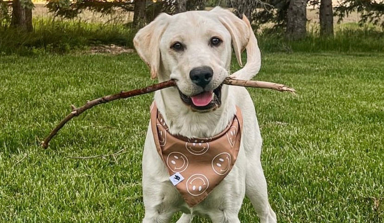 Dog Apparel