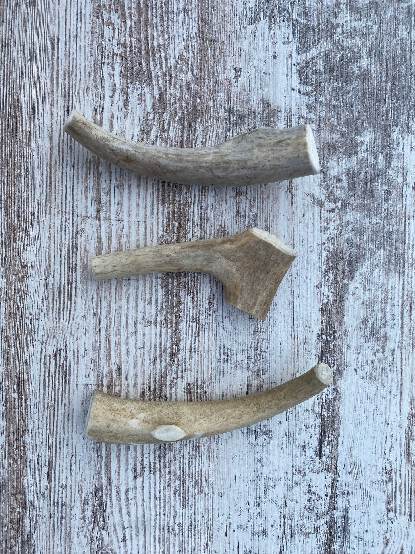 Medium Whole Elk Antler Chew