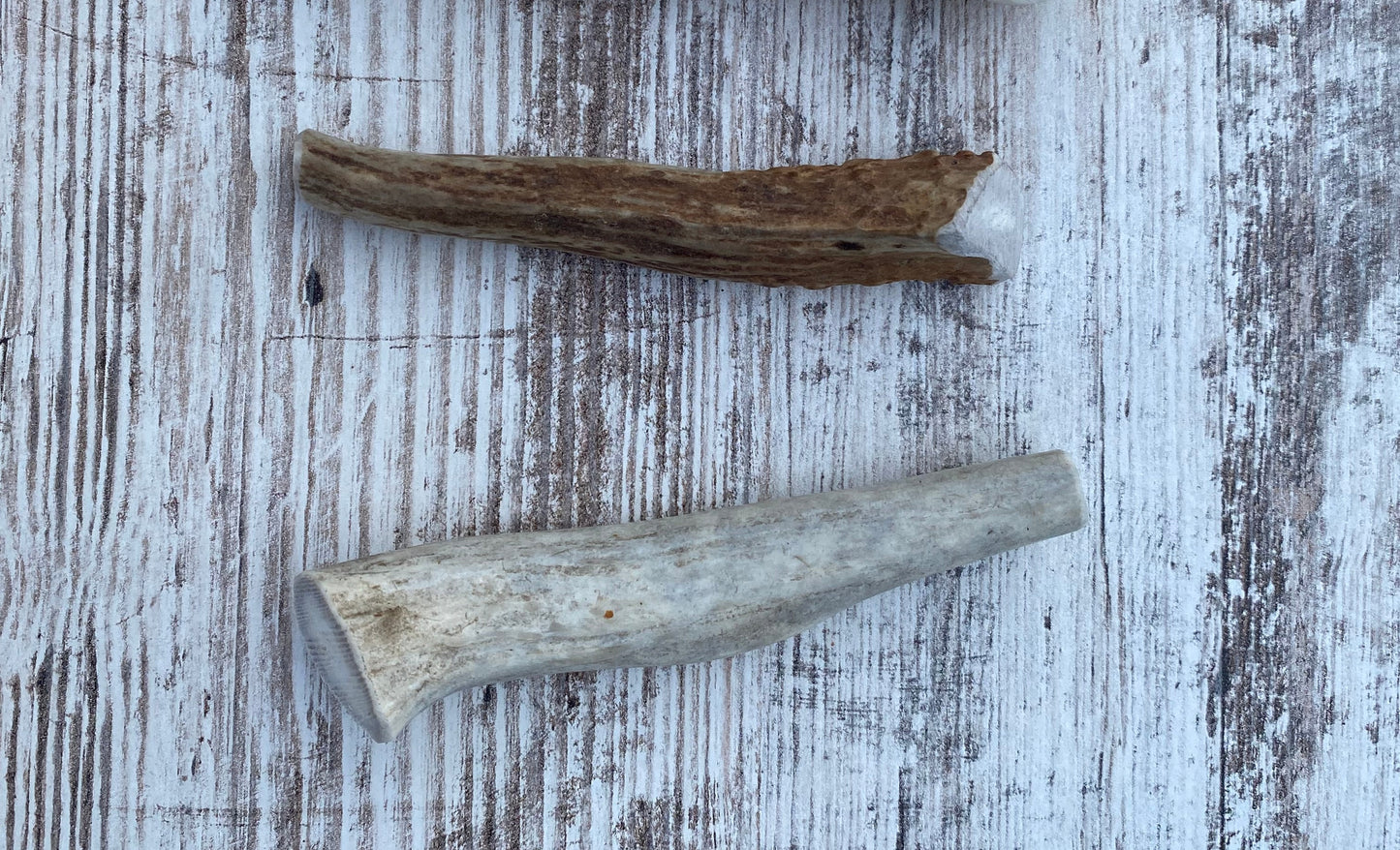 Small Whole Elk Antler Chew