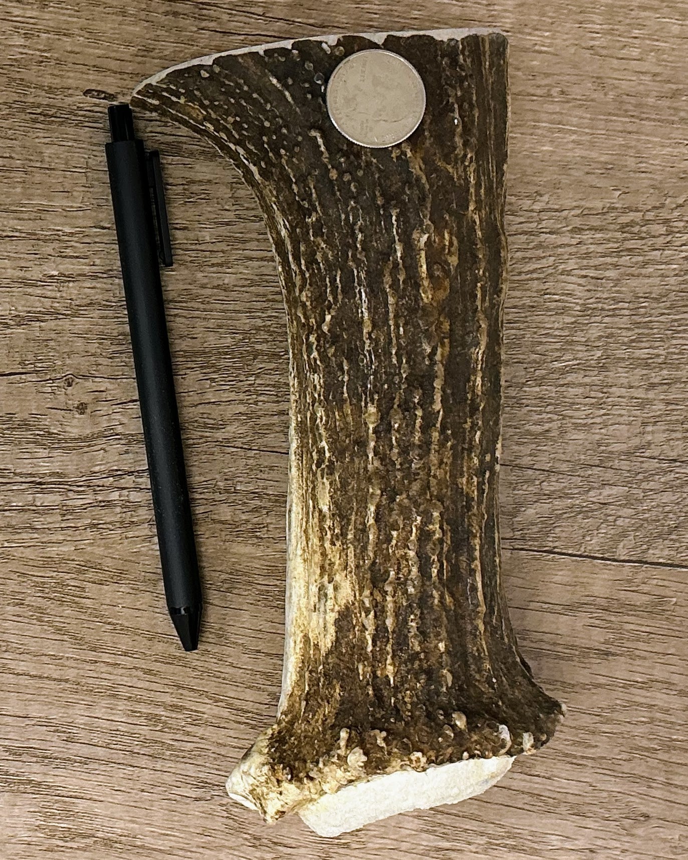 Moose Antler Base Chew - HARD - #1001