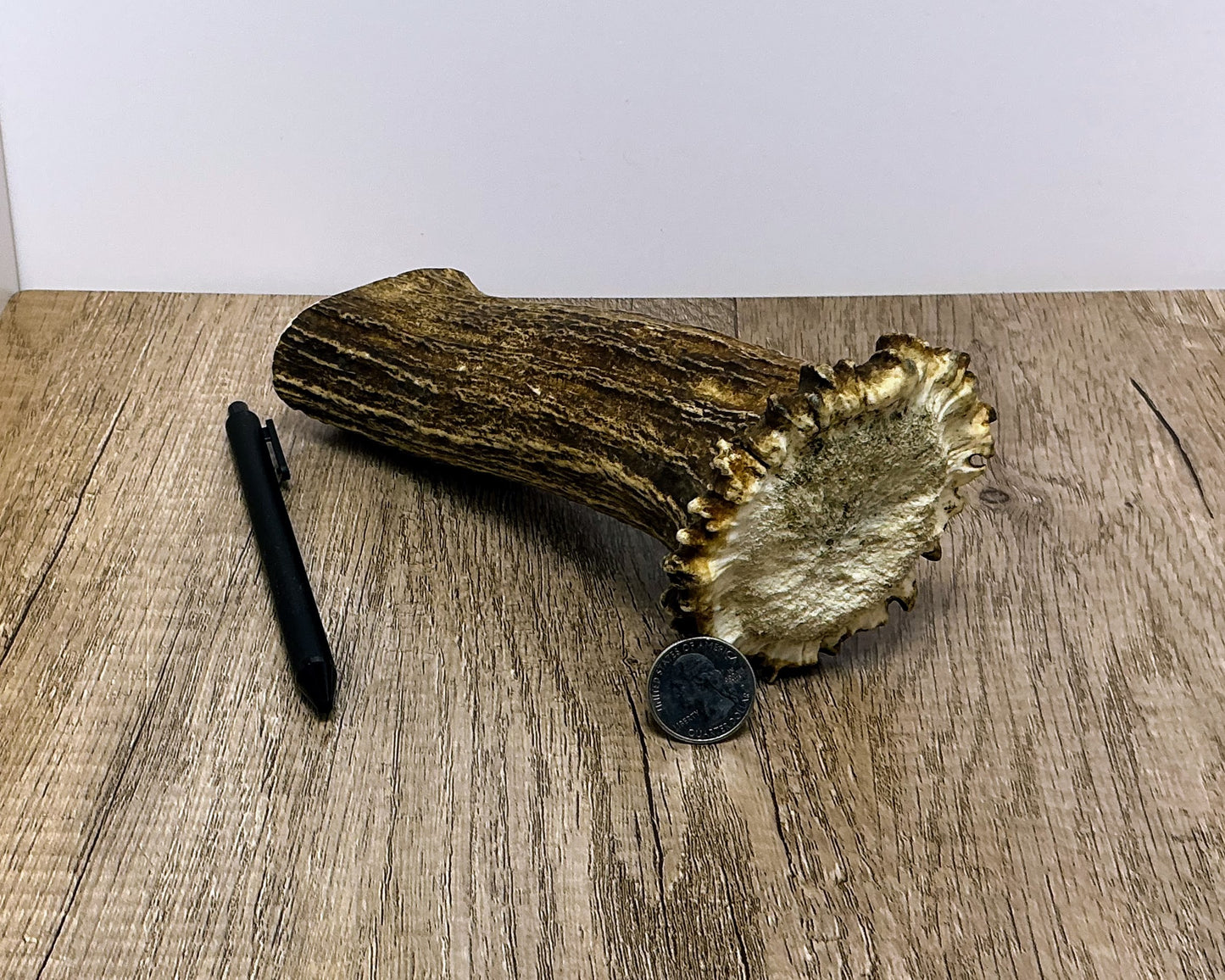 Moose Antler Base Chew - HARD - #1003