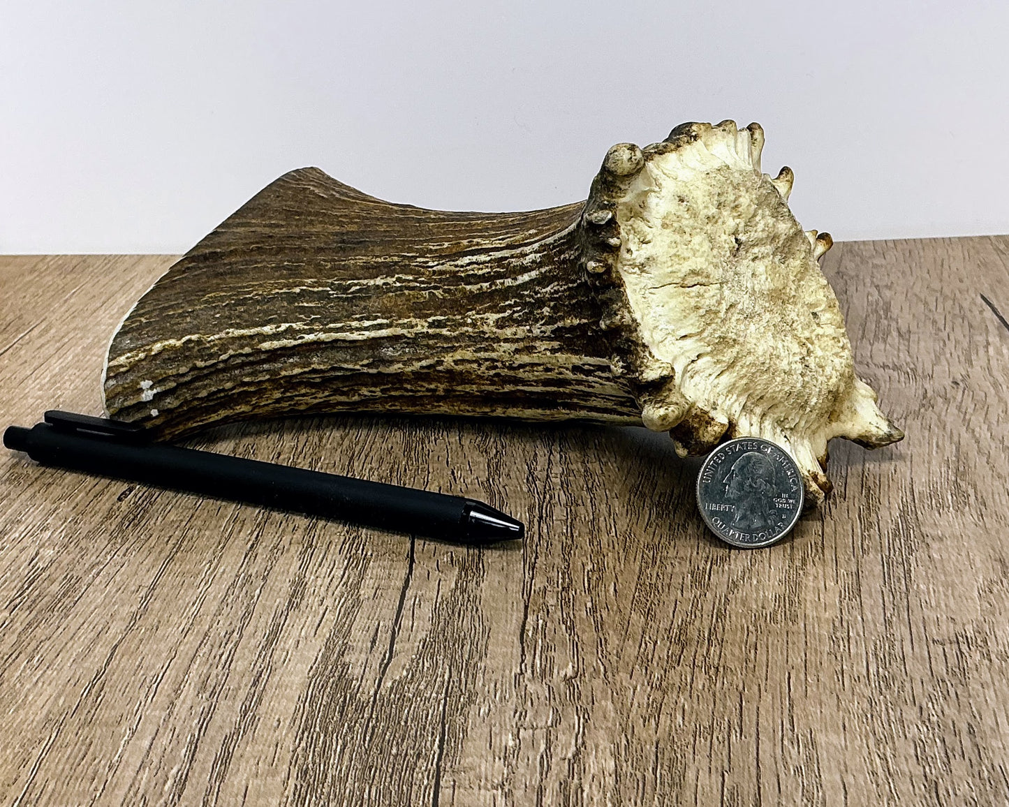 Moose Antler Base Chew - HARD - #1004