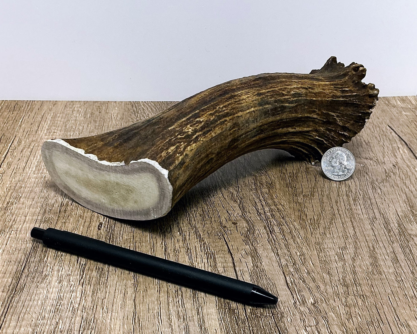 Moose Antler Base Chew - HARD - #1005
