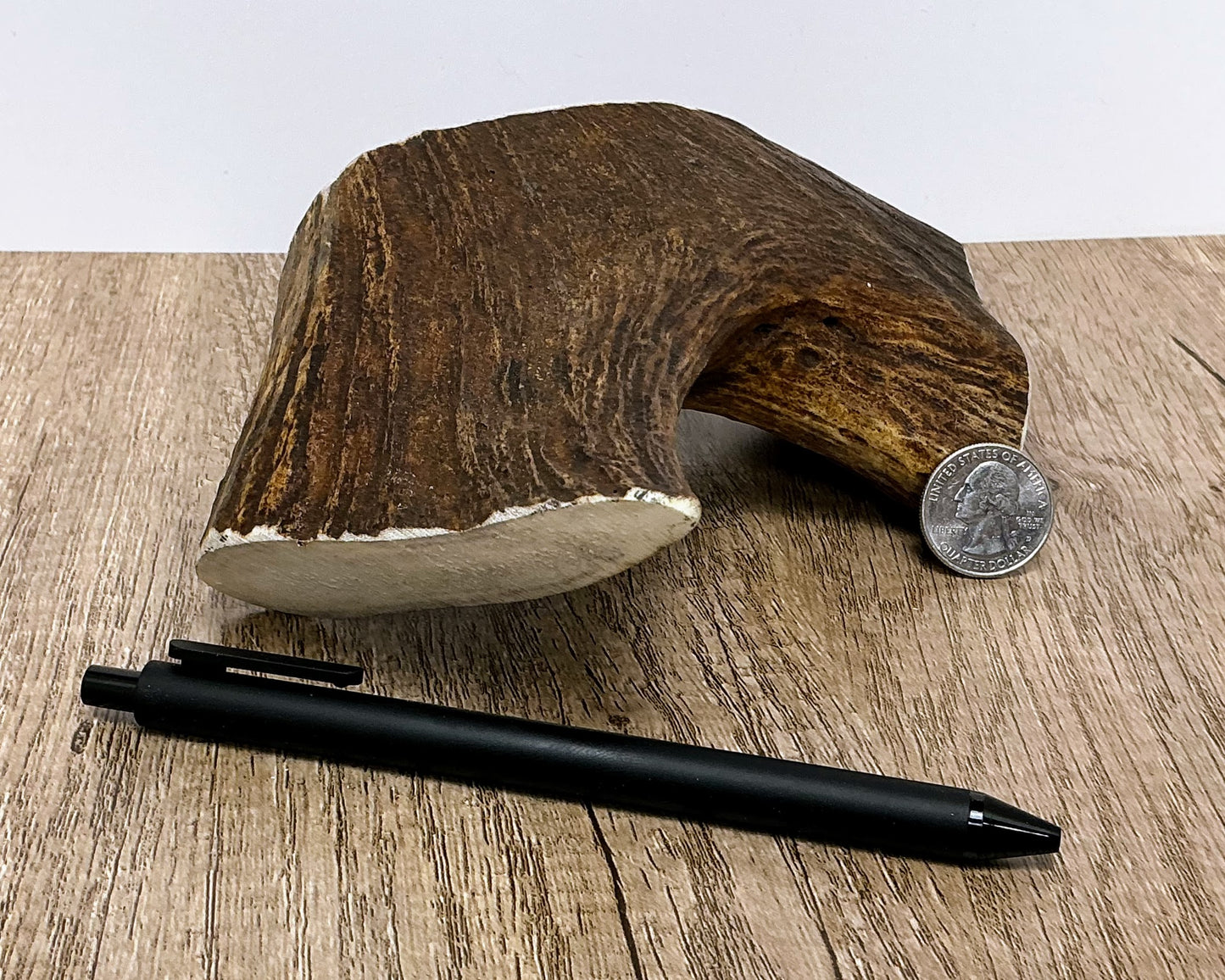 Moose Antler Brow Palm Chew - HARD - #1009