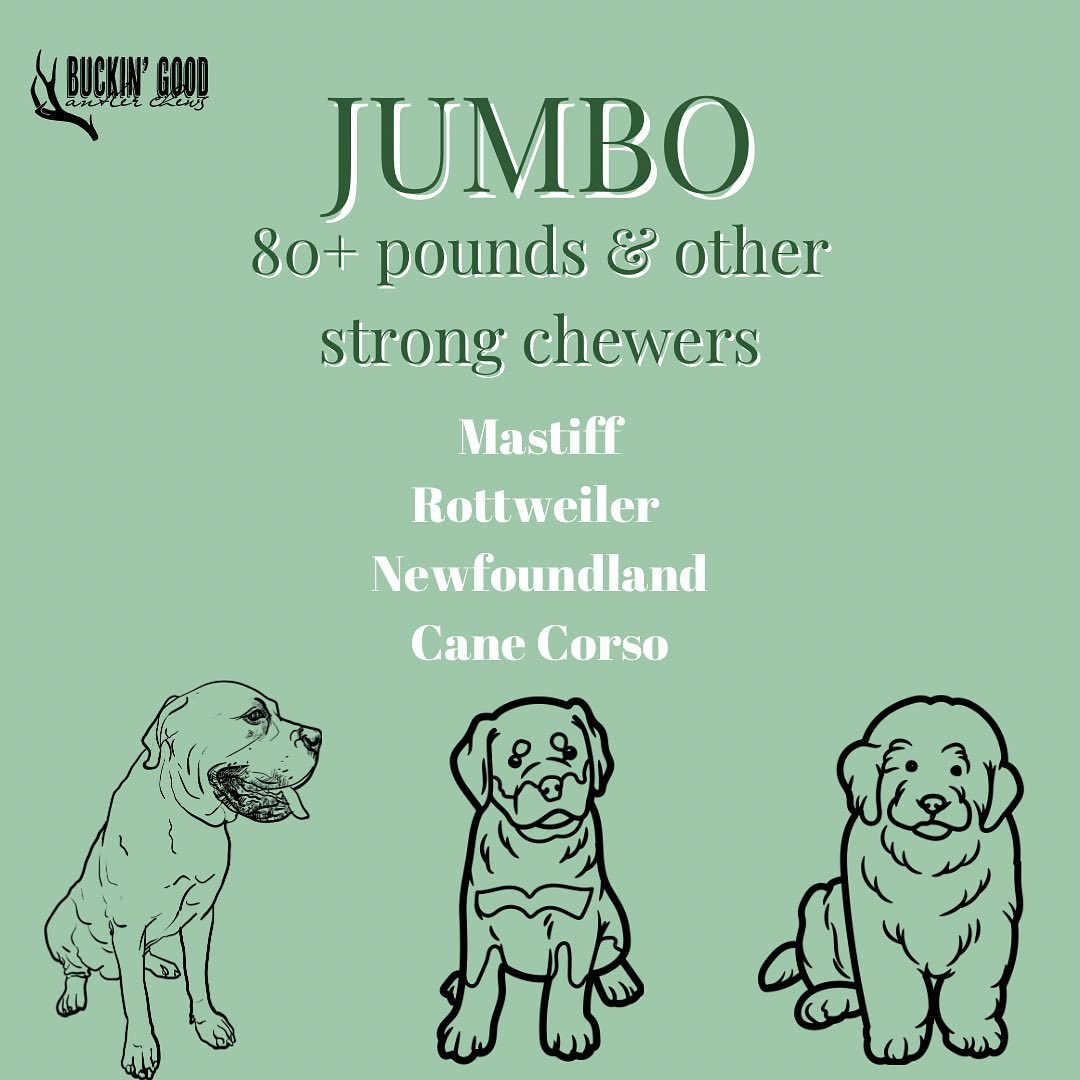 Jumbo Whitetail Antler Chew