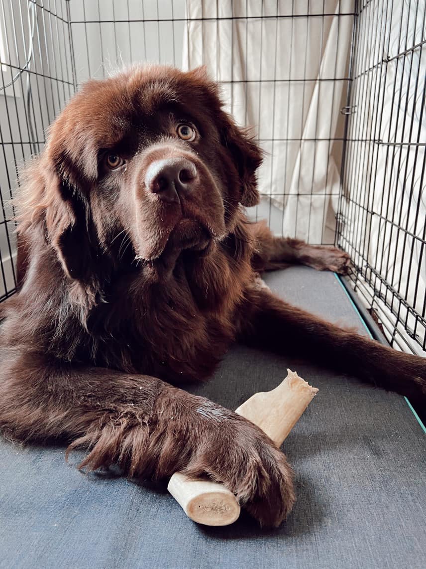 Jumbo Whitetail Antler Chew