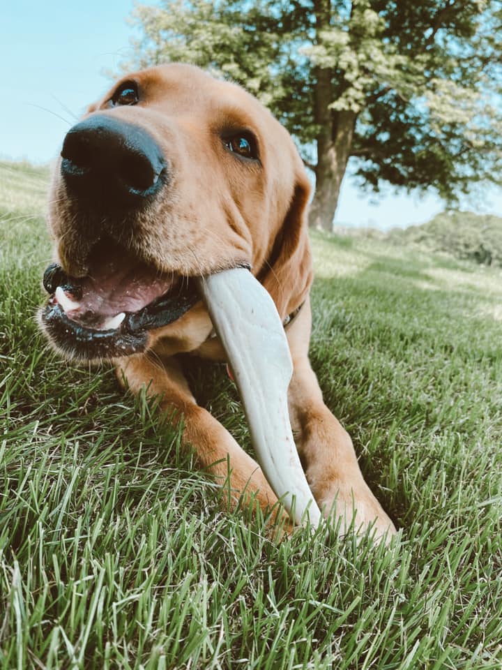 Extra-Large Whitetail Antler Chew
