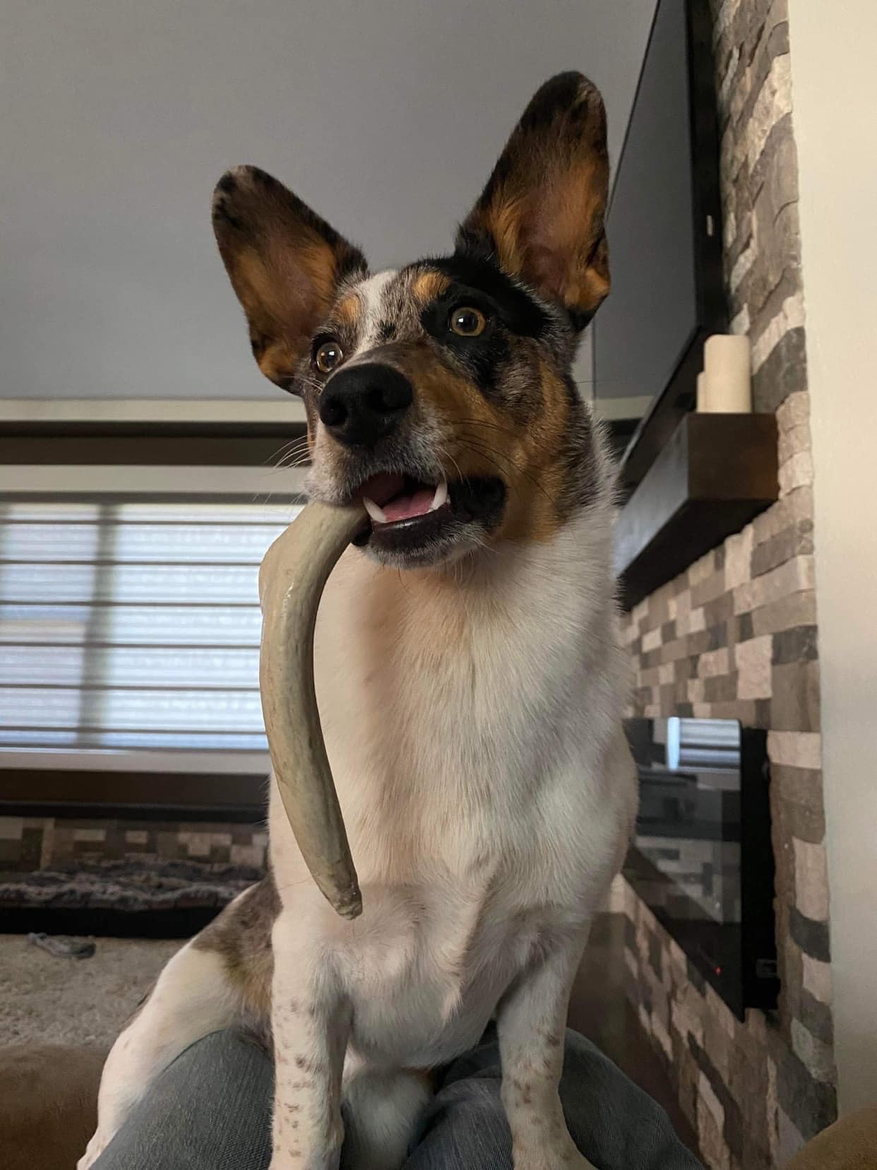 Large Whitetail Antler Chew