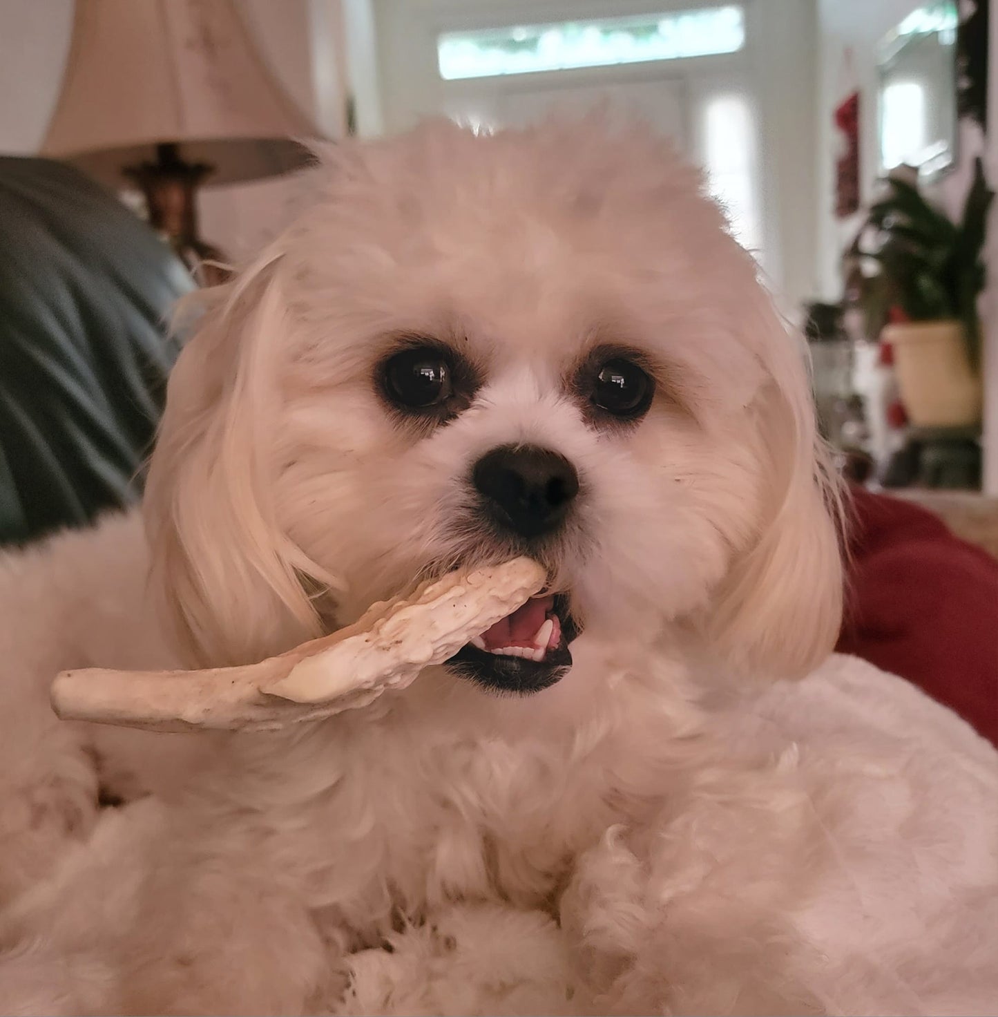 Small Whitetail Deer Antler Chew