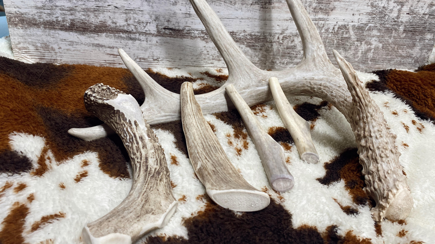 Whitetail Deer Antler Chews