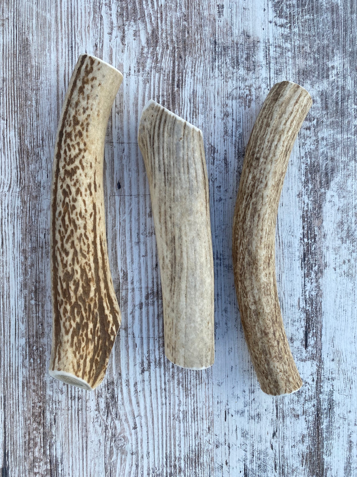 Jumbo Whole Elk Antler Chew