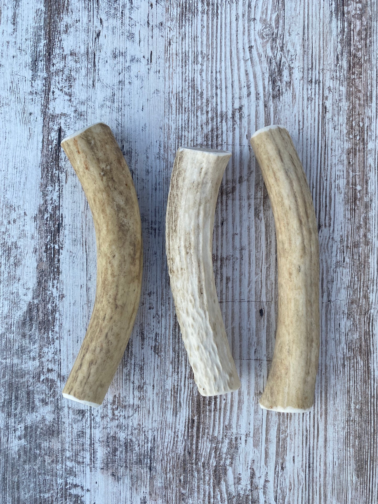 Extra-Large Whole Elk Antler Chew