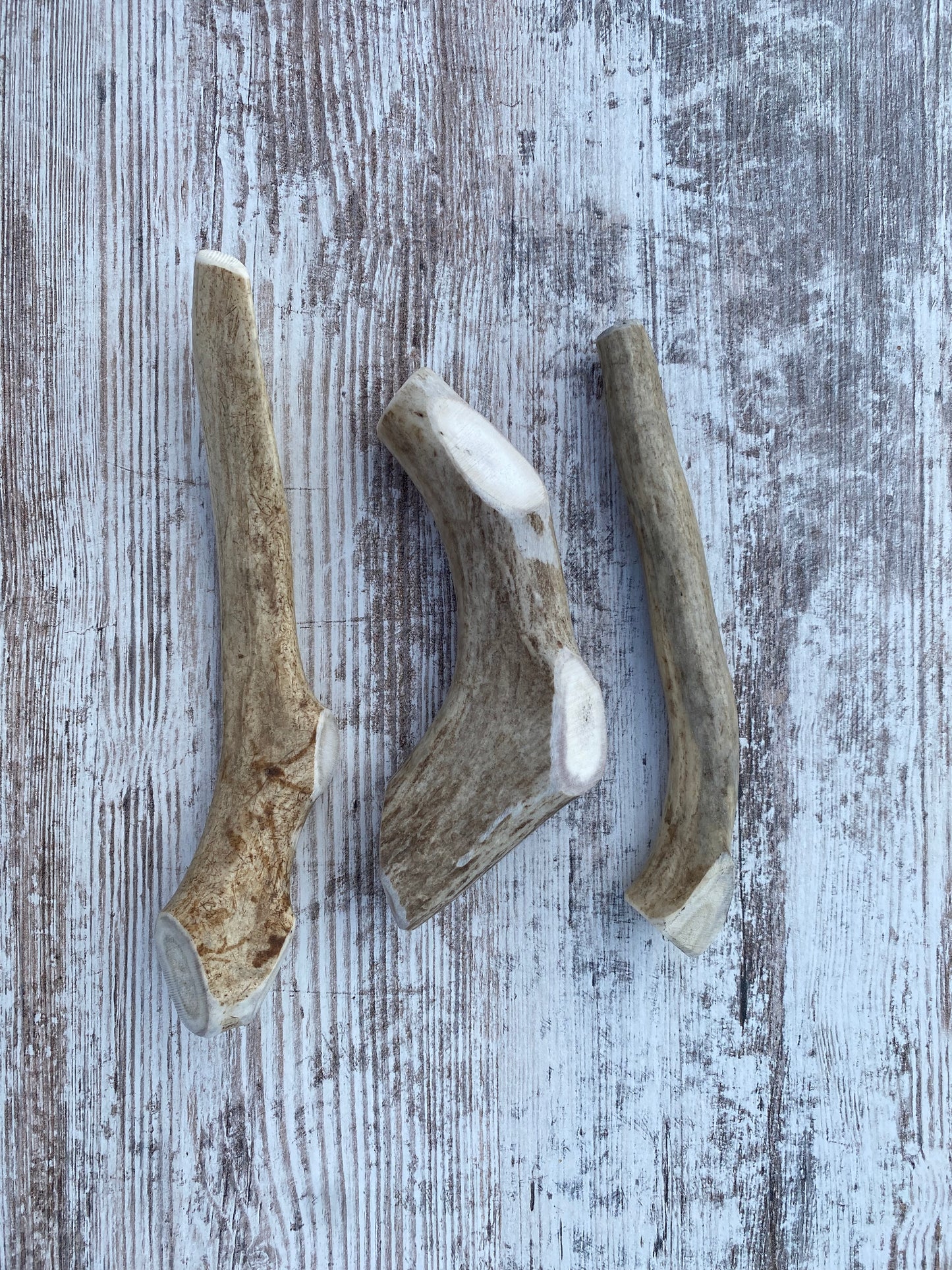 Large Whole Elk Antler Chew