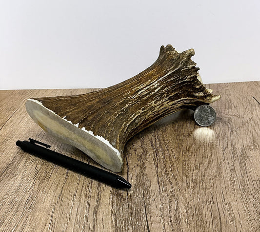Moose Antler Base Chew - HARD - #1004