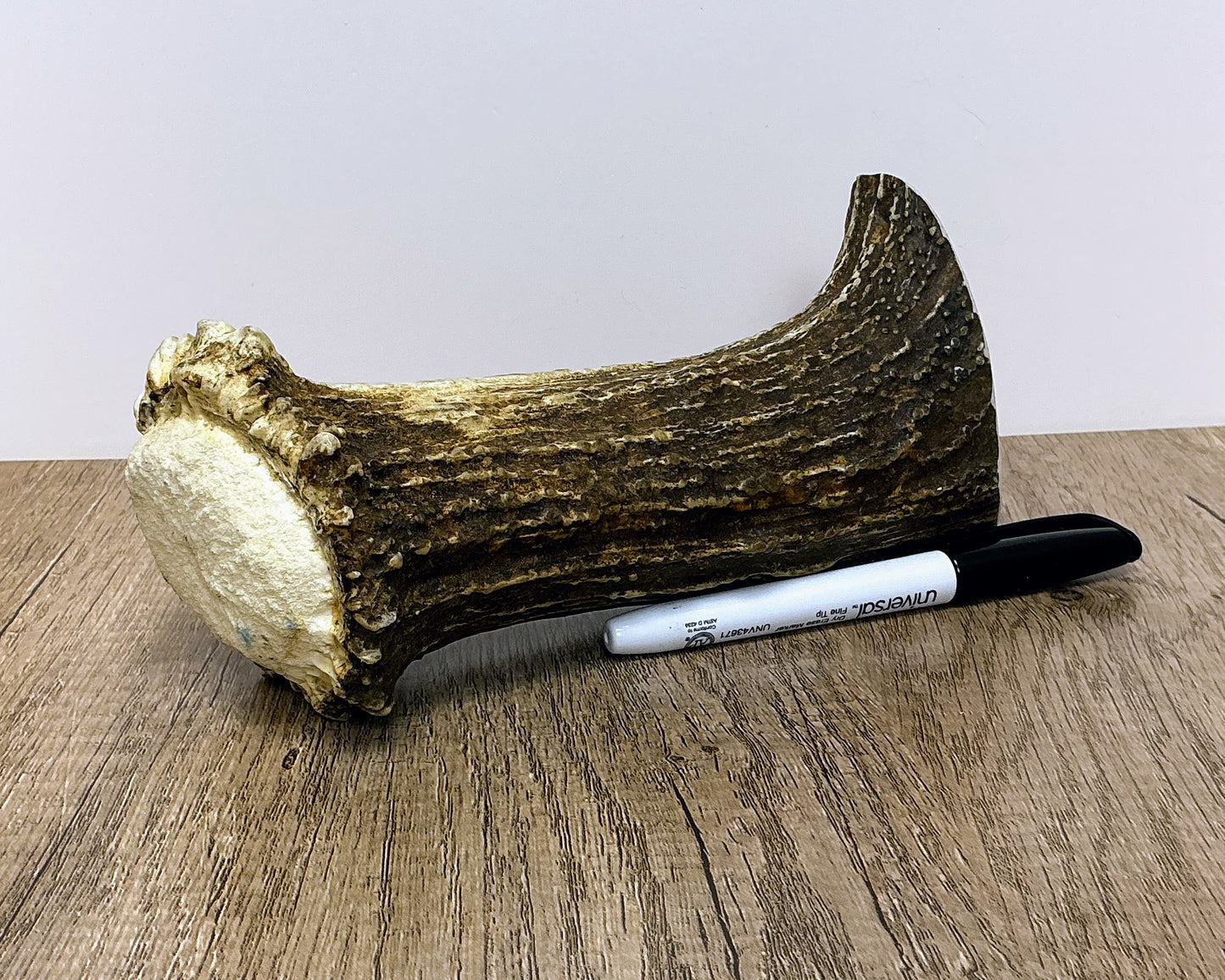 Moose Antler Base Chew - HARD - #1001