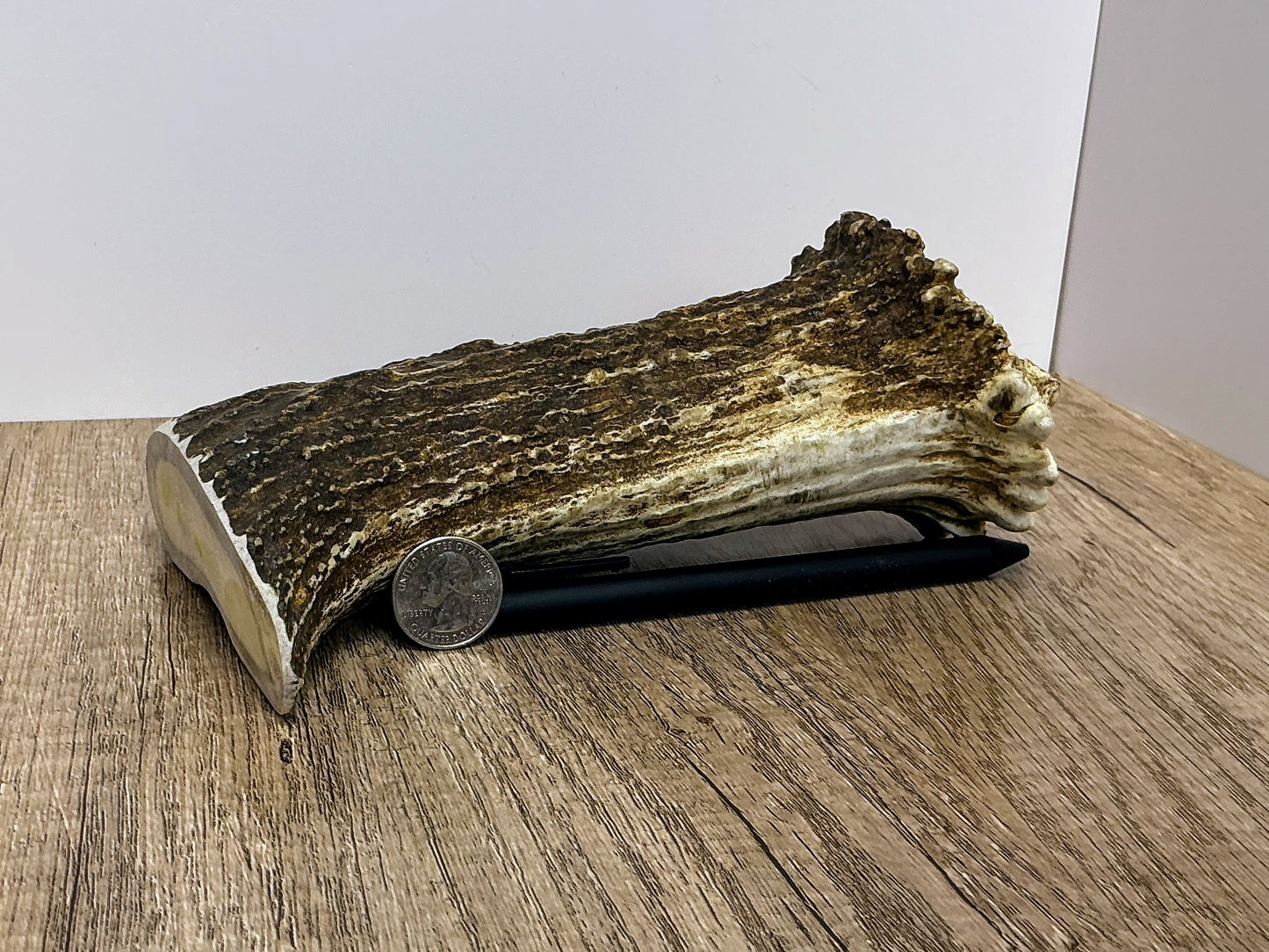 Moose Antler Base Chew - HARD - #1001