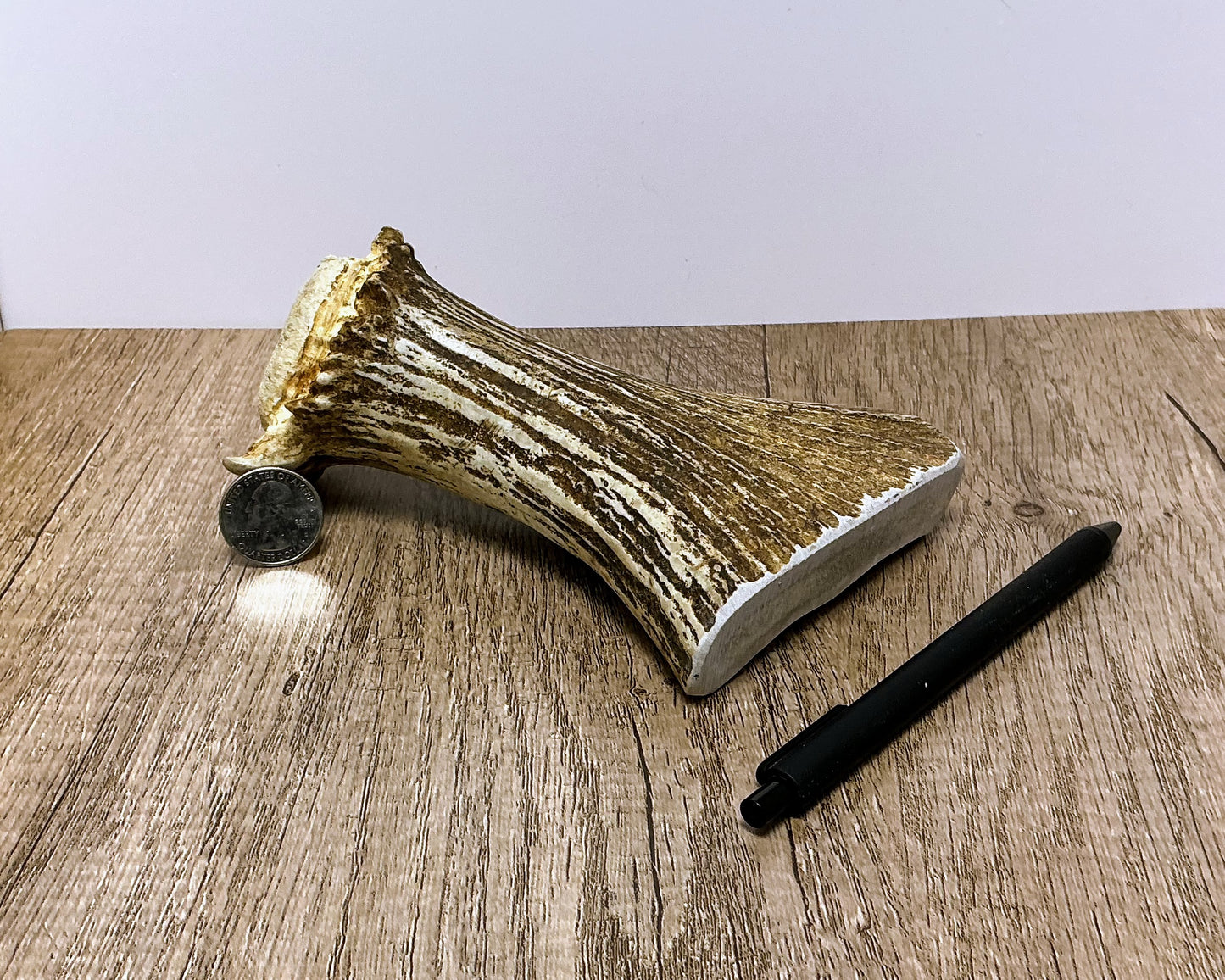 Moose Antler Base Chew - HARD - #1002