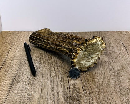 Moose Antler Base Chew - HARD - #1003