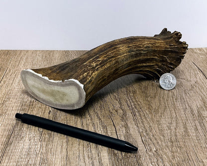 Moose Antler Base Chew - HARD - #1005