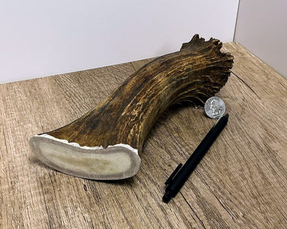 Moose Antler Base Chew - HARD - #1005