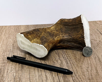 Moose Antler Brow Palm Chew - HARD - #1009