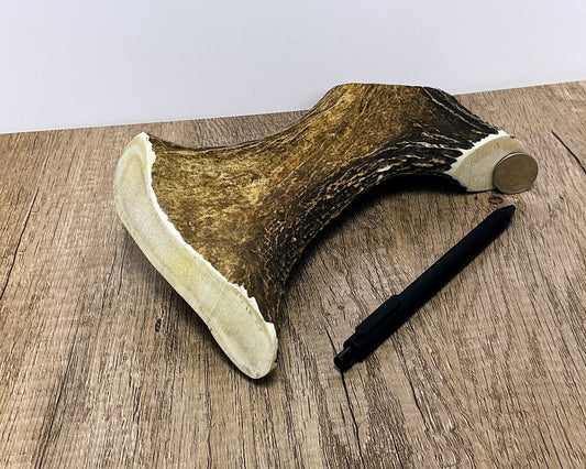 Moose Antler Beam/Brow Palm Chew - HARD - #1007