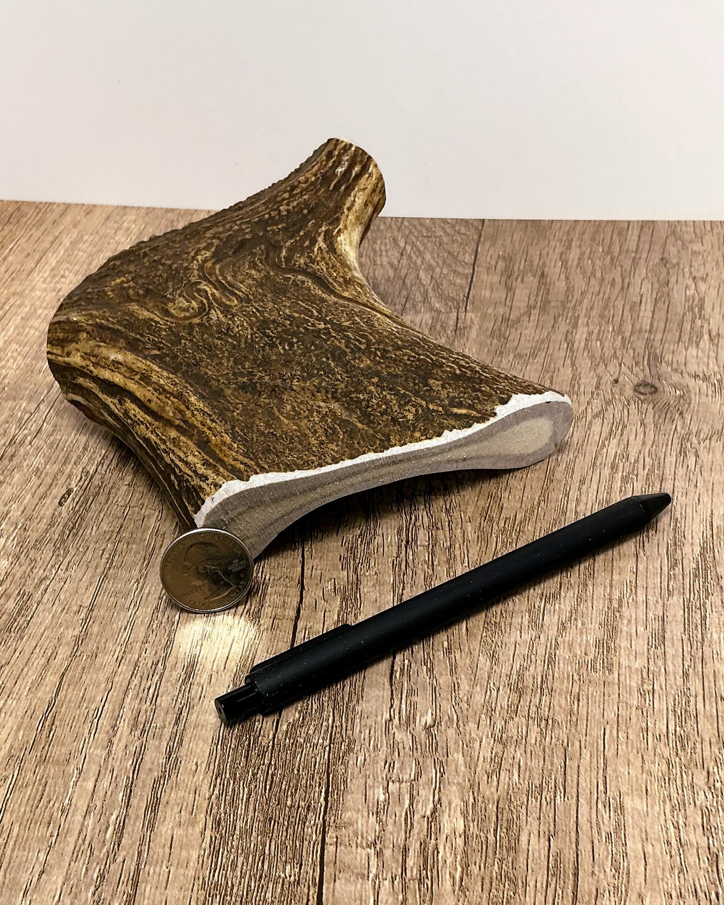 Moose Antler Brow Palm Chew - HARD - #1008