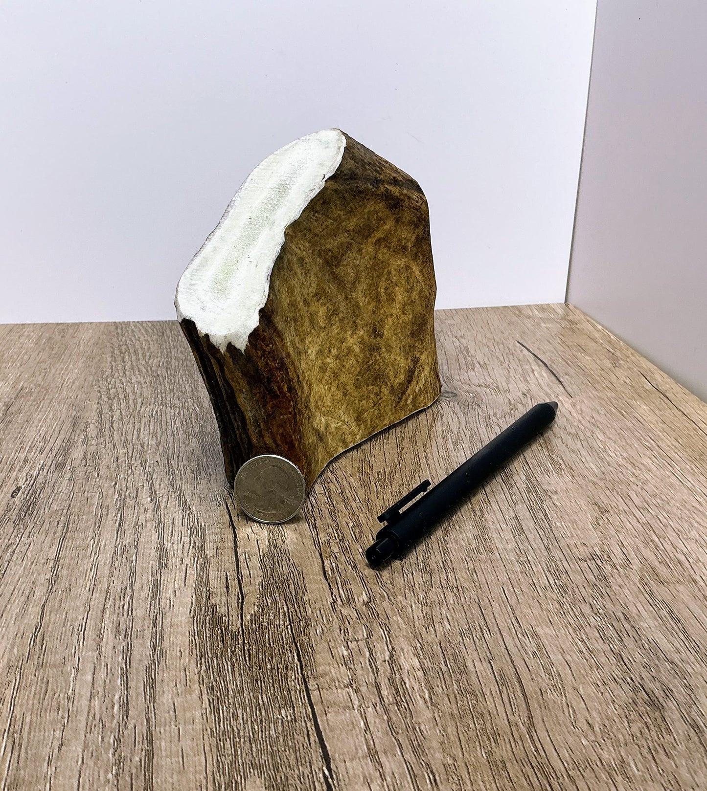 Moose Antler Brow Palm Chew - MED/HARD - #1010