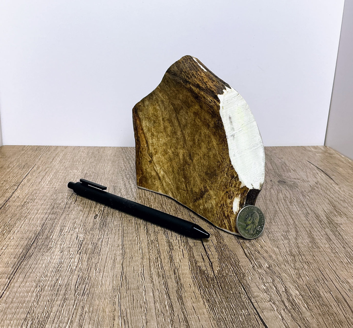 Moose Antler Brow Palm Chew - MED/HARD - #1010