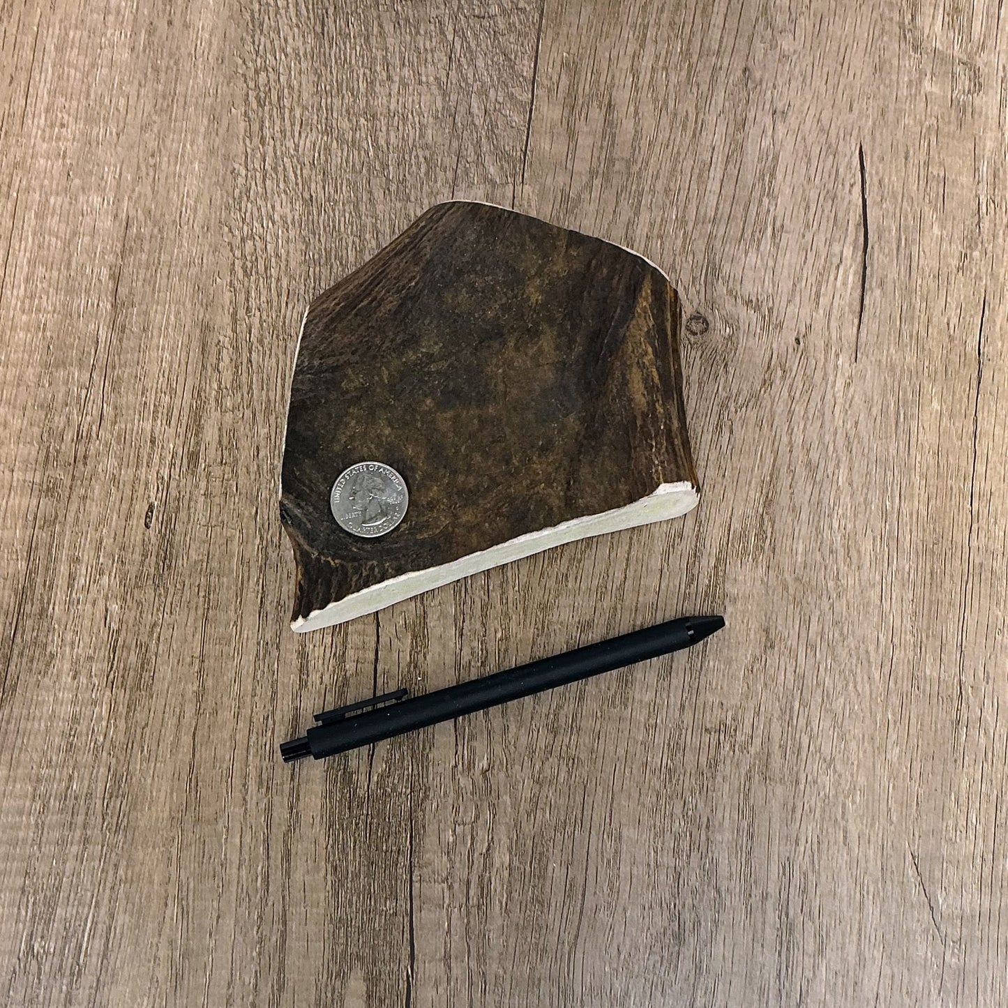 Moose Antler Brow Palm Chew - MED/HARD - #1010