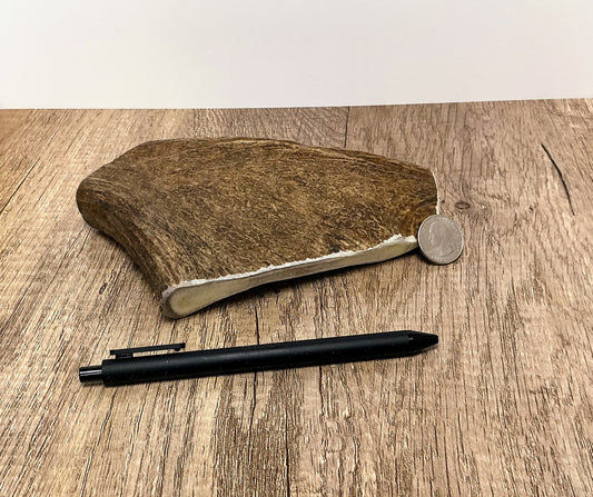 Moose Antler Brow Palm Chew - MED/HARD - #1011