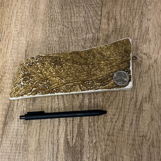 Moose Antler Palm Chew - MED - #1016