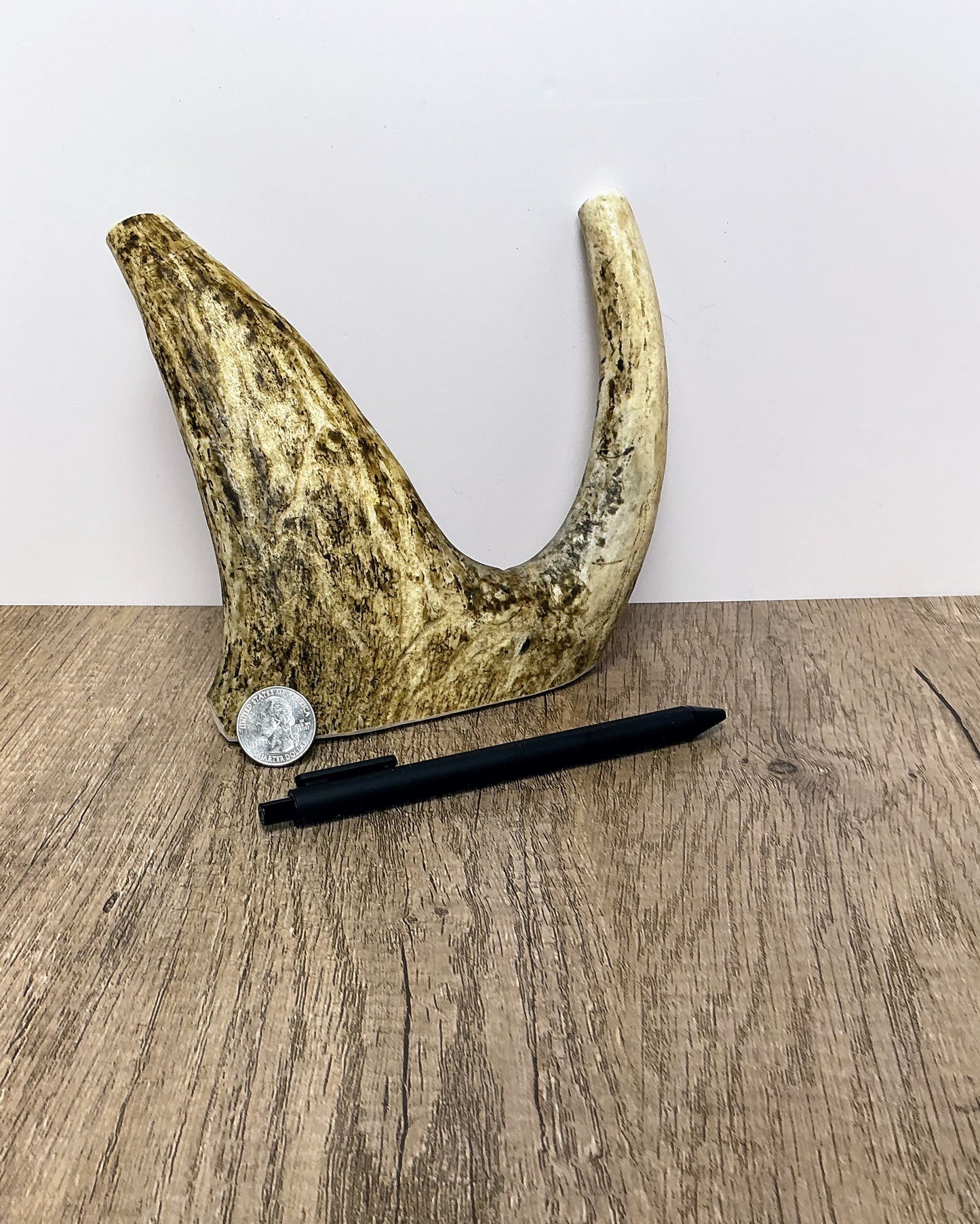 Moose Antler Tine/Crown Chew - MED/HARD - #1017