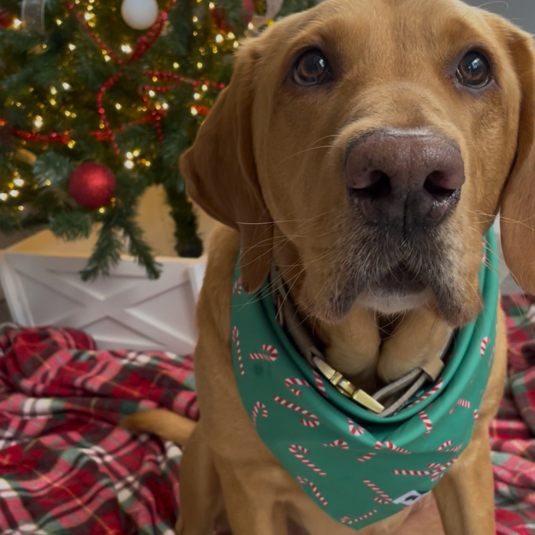 Lights & Candy Cane Dog Bandana