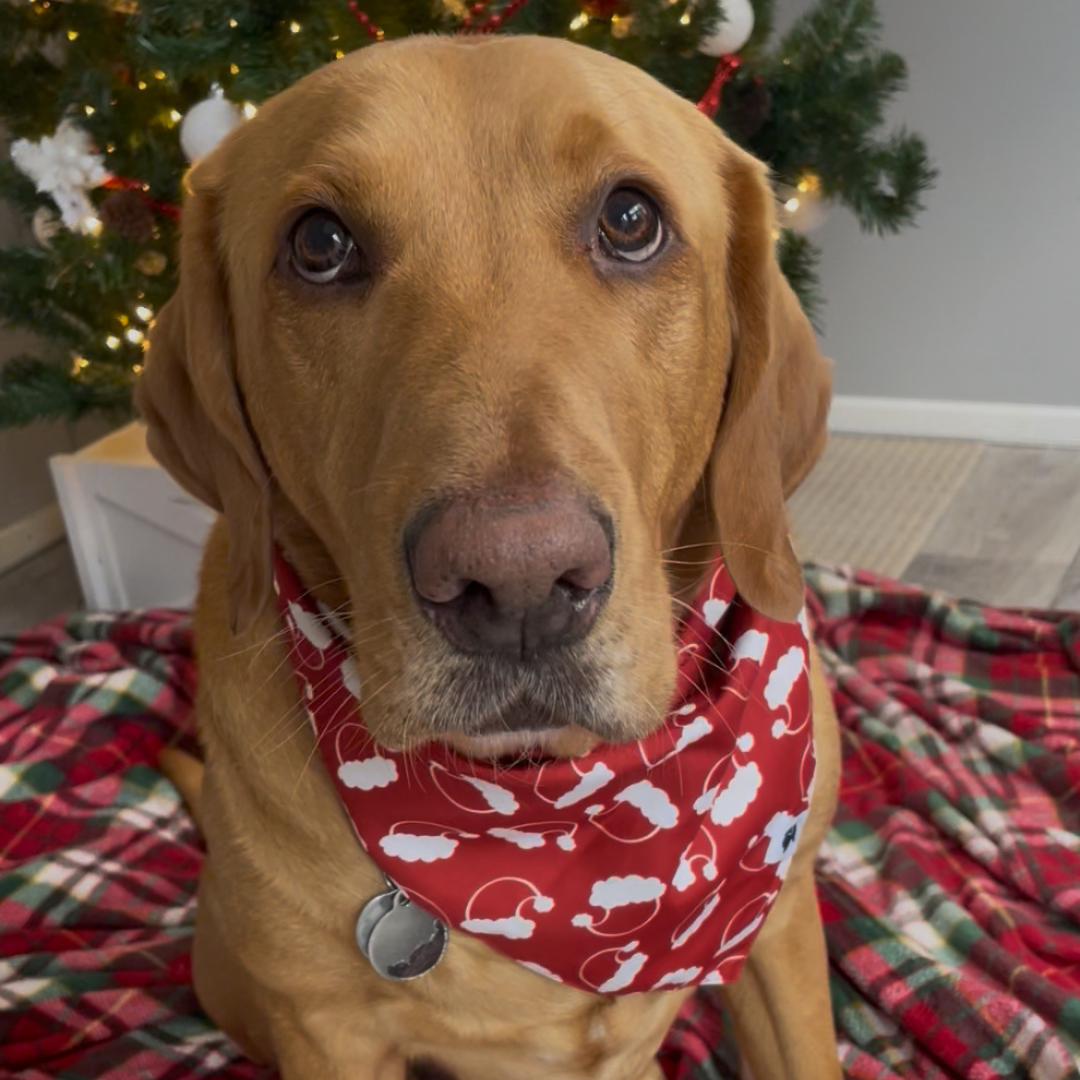 Santa Hat and Trees Dog Bandana