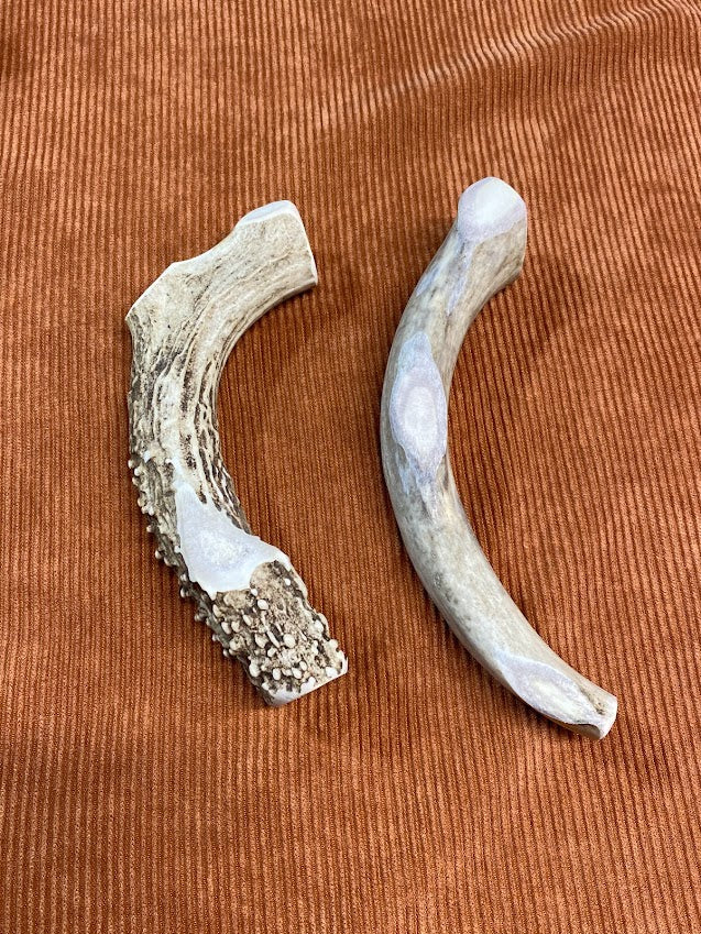 Extra-Large Whitetail Antler Chew